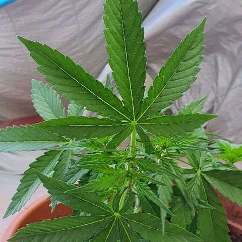 Banana growlog timeline photo