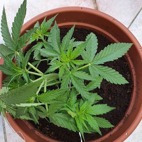 Banana growlog timeline photo