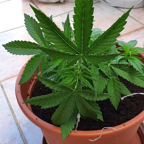 Banana growlog timeline photo