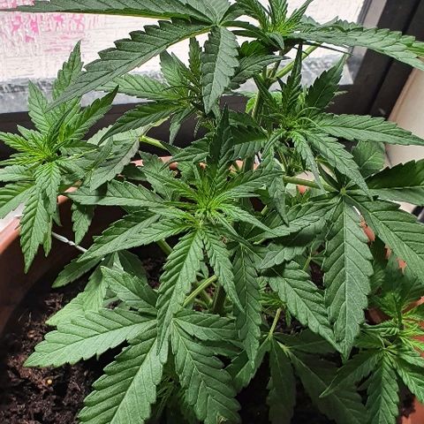 Banana growlog timeline photo