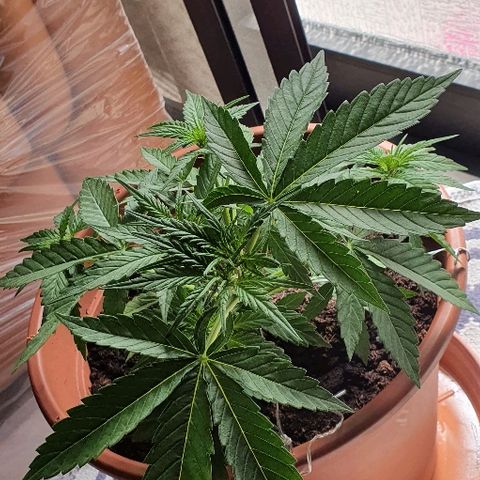 Banana growlog timeline photo