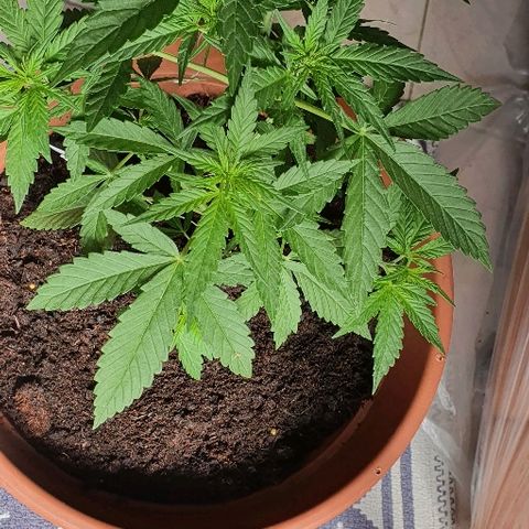 Banana growlog timeline photo