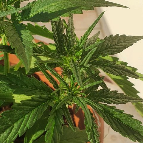 Banana growlog timeline photo
