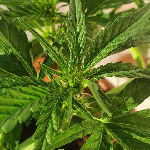 Banana growlog timeline photo