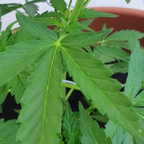 Banana growlog timeline photo