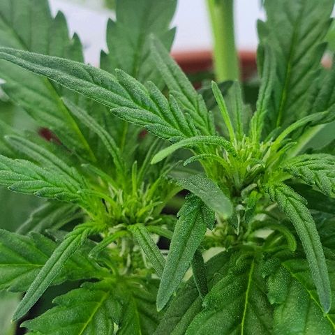 Banana growlog timeline photo
