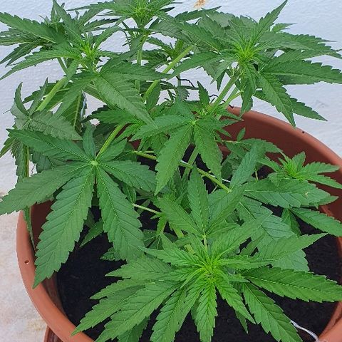 Banana growlog timeline photo