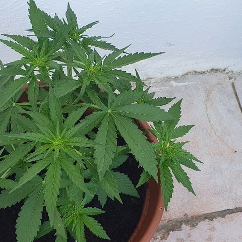 Banana growlog timeline photo