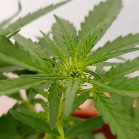 Banana growlog timeline photo
