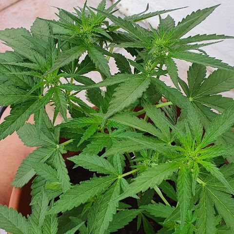 Banana growlog timeline photo