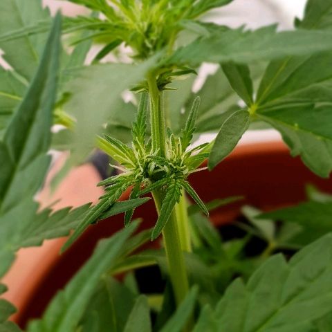 Banana growlog timeline photo