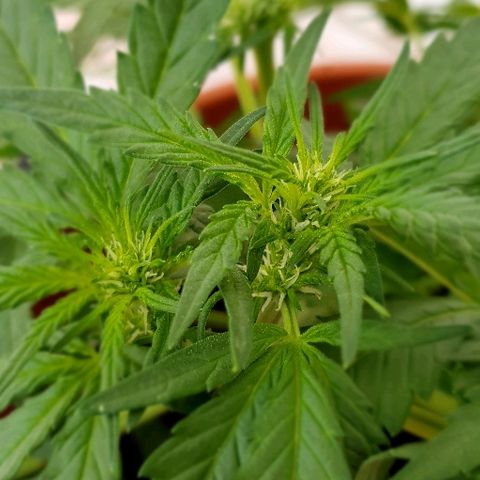 Banana growlog timeline photo