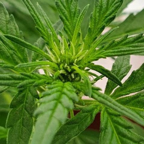 Banana growlog timeline photo
