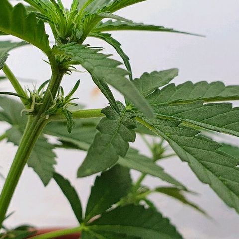 Banana growlog timeline photo