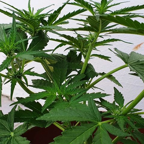 Banana growlog timeline photo