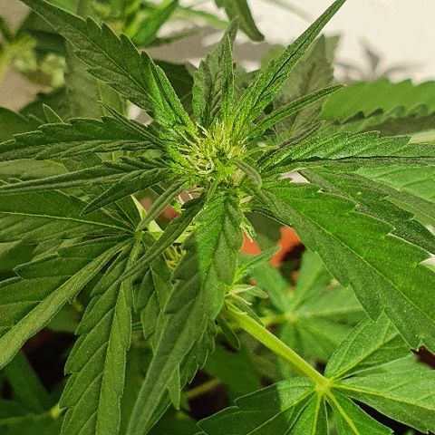Banana growlog timeline photo