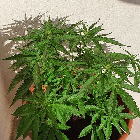 Banana growlog timeline photo