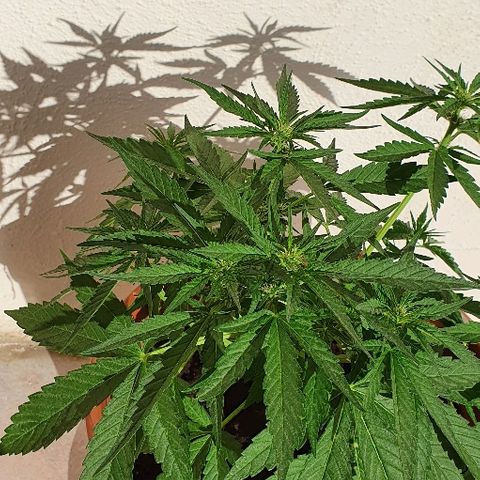 Banana growlog timeline photo