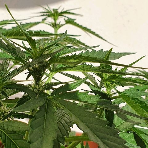 Banana growlog timeline photo