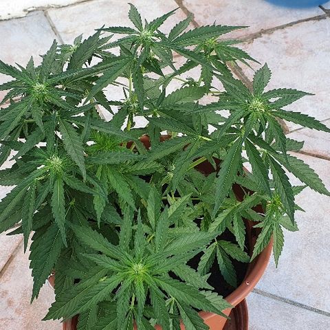 Banana growlog timeline photo