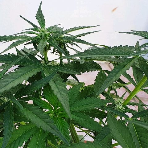 Banana growlog timeline photo