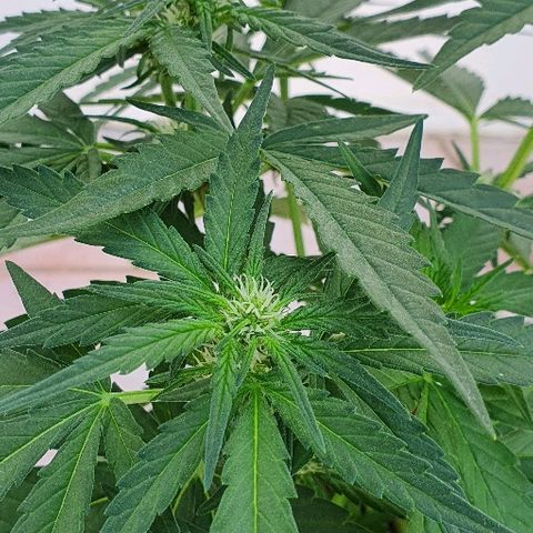 Banana growlog timeline photo