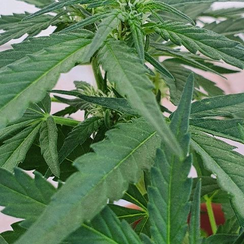Banana growlog timeline photo