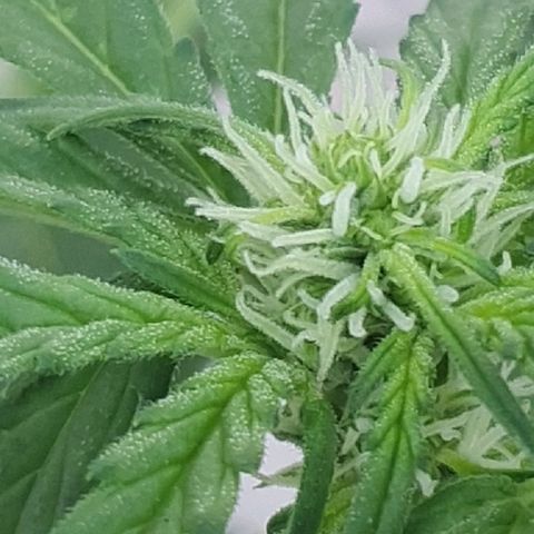 Banana growlog timeline photo