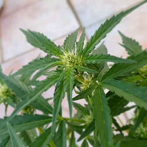 Banana growlog timeline photo