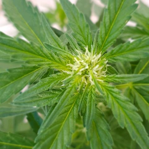 Banana growlog timeline photo