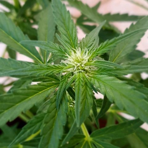 Banana growlog timeline photo