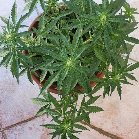 Banana growlog timeline photo