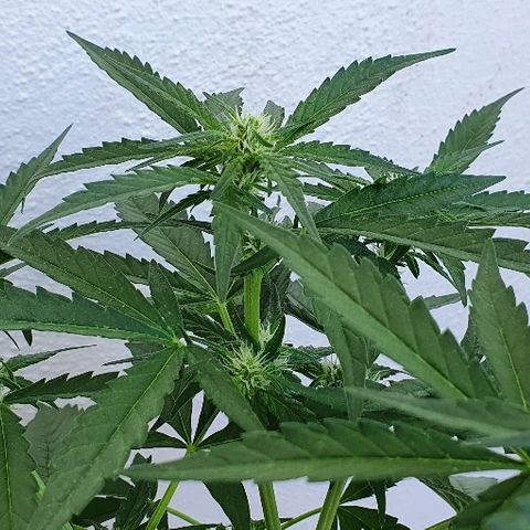 Banana growlog timeline photo