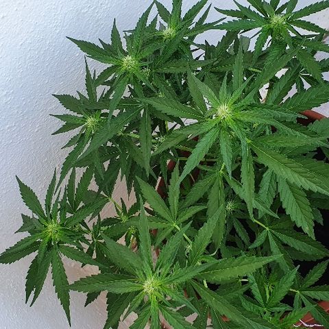Banana growlog timeline photo