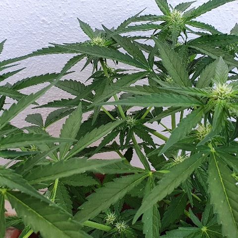 Banana growlog timeline photo