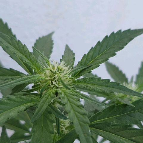 Banana growlog timeline photo