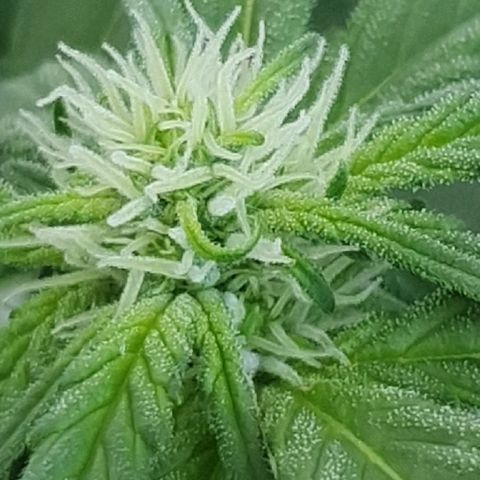 Banana growlog timeline photo
