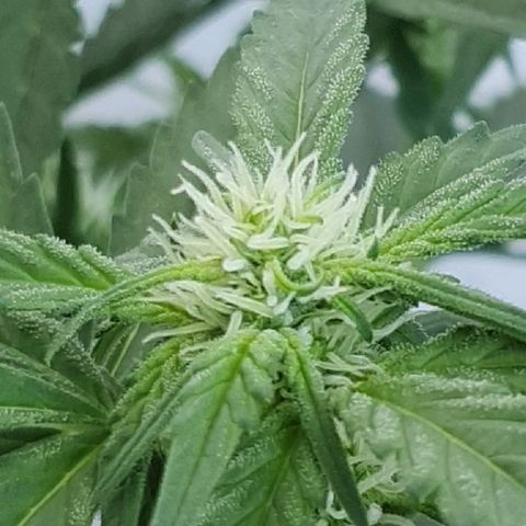 Banana growlog timeline photo
