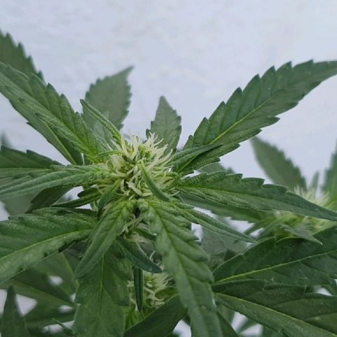 Banana growlog timeline photo