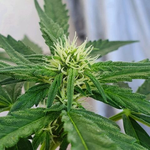Banana growlog timeline photo
