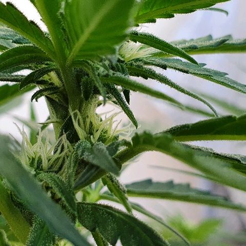 Banana growlog timeline photo