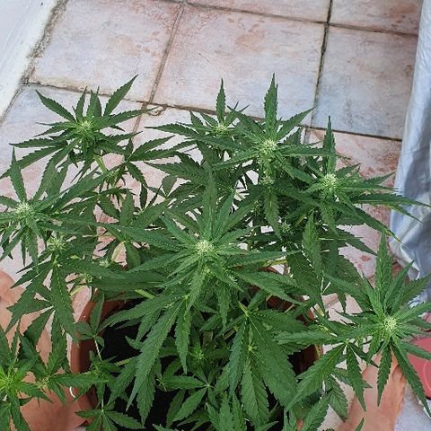 Banana growlog timeline photo