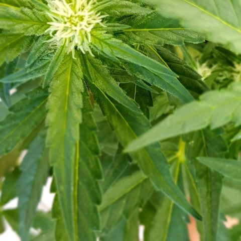 Banana growlog timeline photo