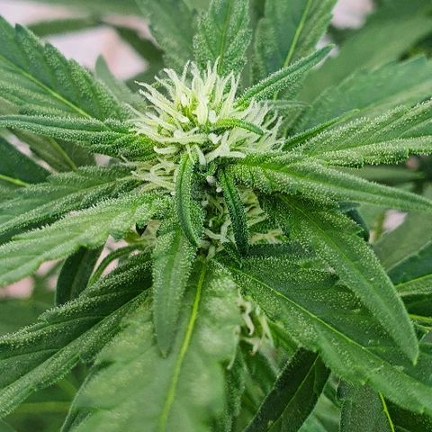 Banana growlog timeline photo