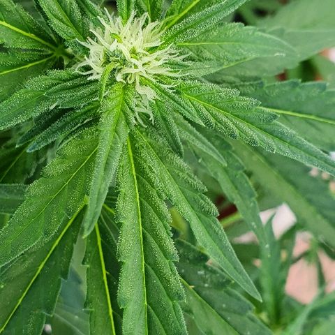 Banana growlog timeline photo
