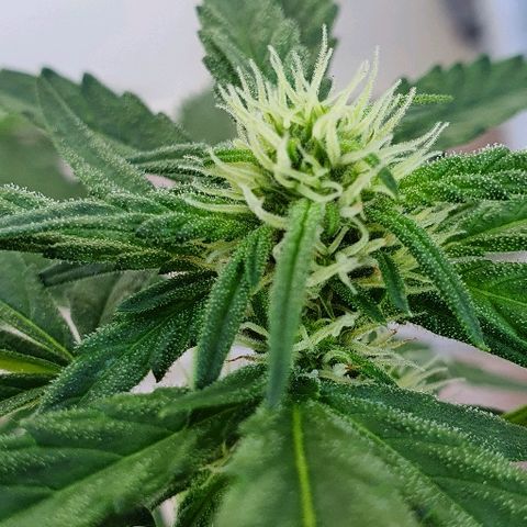 Banana growlog timeline photo
