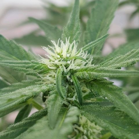 Banana growlog timeline photo