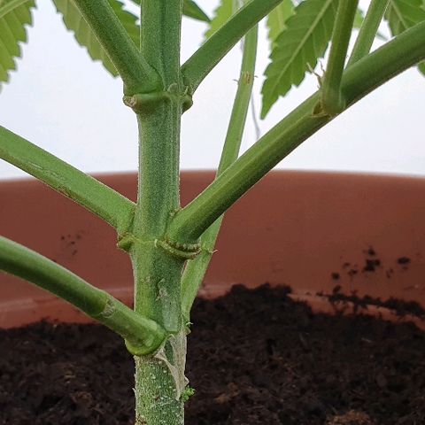 Banana growlog timeline photo