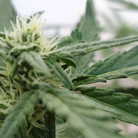 Banana growlog timeline photo