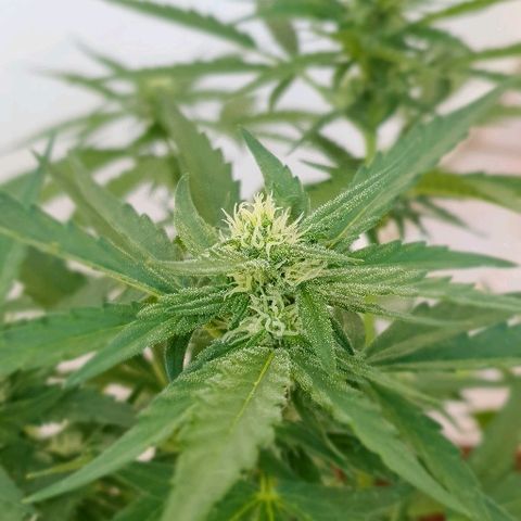 Banana growlog timeline photo